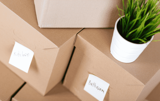 Cardboard Boxes and a Plant — Caloundra Removals & Storage in Sunshine Coast, QLD